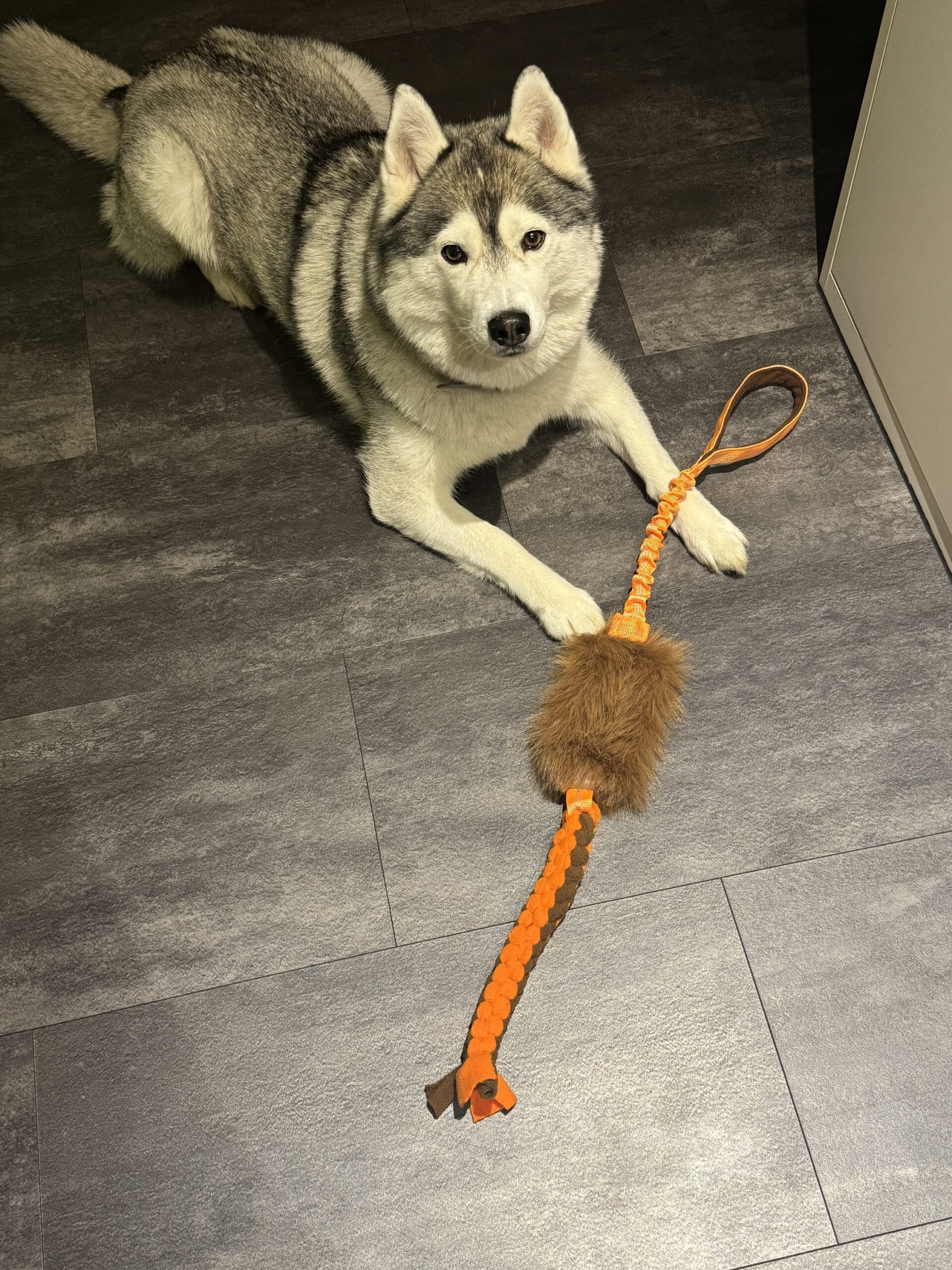 Bungee Zergel mit Kunstfell