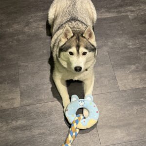 Teddy Donut gross🐻